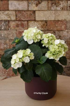 Hydrangea Plant 2