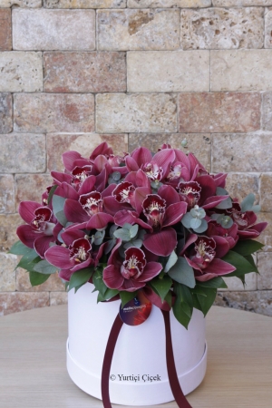 Cymbidium Series 1