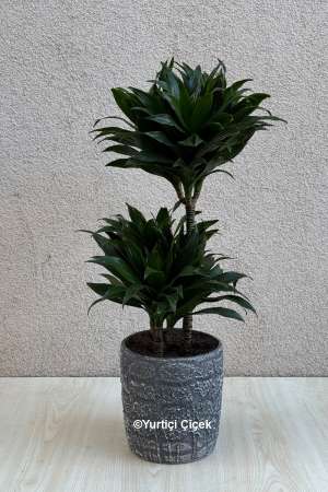 Dracena Compacta 2