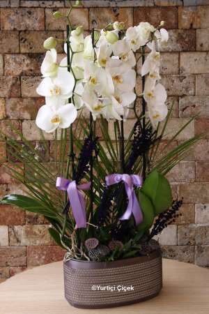 4 Branched Boutique White Orchid